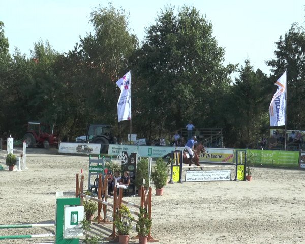 Reitturnier Bad Rothenfelde 2016