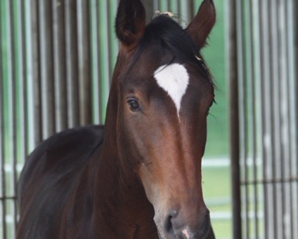 horse Gondor (KWPN (Royal Dutch Sporthorse), 2017, from Sam R)