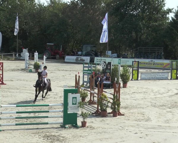 Reitturnier Bad Rothenfelde 2016