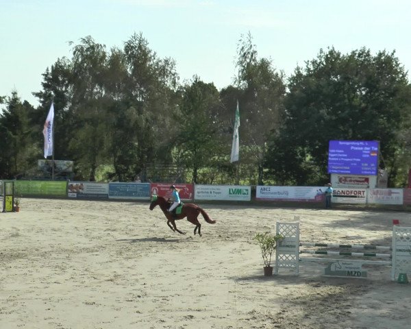 Reitturnier Bad Rothenfelde 2016