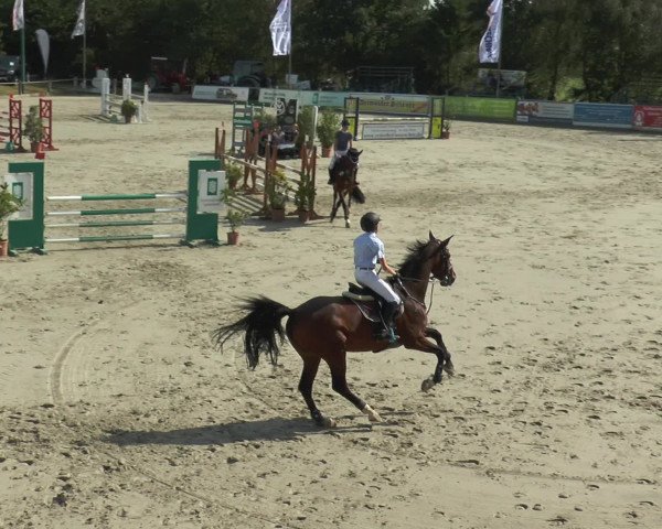 Reitturnier Bad Rothenfelde 2016