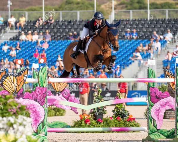 jumper Luibanta BH (Irish Sport Horse, 2008, from Luidam)