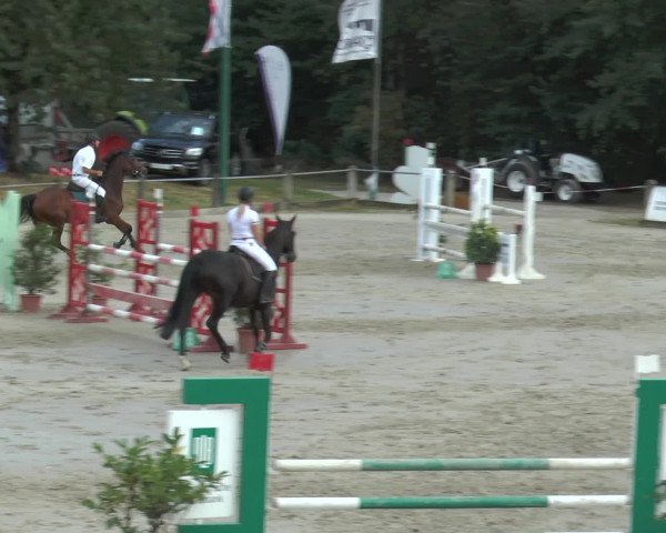 Reitturnier Bad Rothenfelde 2016