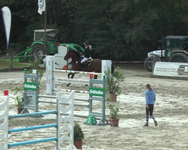 Reitturnier Bad Rothenfelde 2016