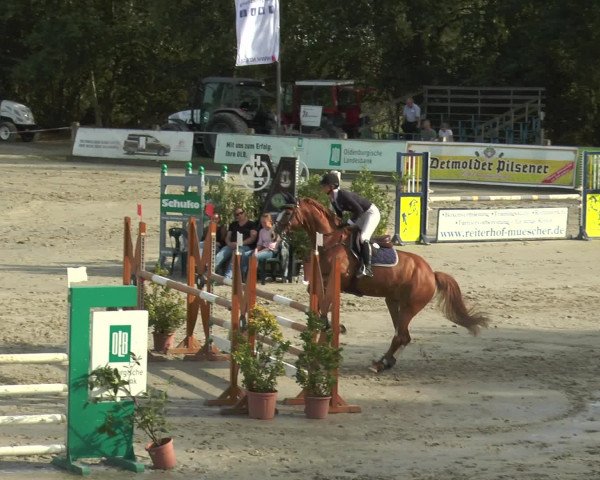 Reitturnier Bad Rothenfelde 2016