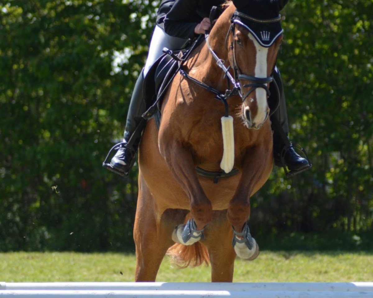 broodmare Belissima S (Westphalian, 2010, from Belissimo NRW)