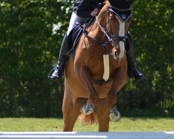 broodmare Belissima S (Westphalian, 2010, from Belissimo NRW)