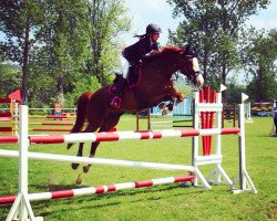 jumper Luna 1955 (German Sport Horse, 2013, from Laspari)