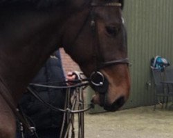 jumper Hangover (KWPN (Royal Dutch Sporthorse), 2012, from Canturo)