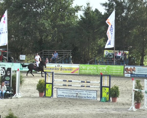 Reitturnier Bad Rothenfelde 2016