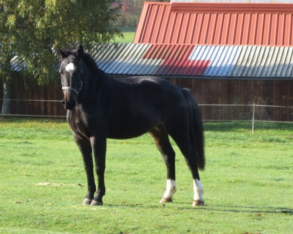 horse Senta (Sachs-door. Heavy Warmbl., 2010, from Veit) horse Senta (Sachs-door. Heavy Warmbl., 2010, from Veit)
