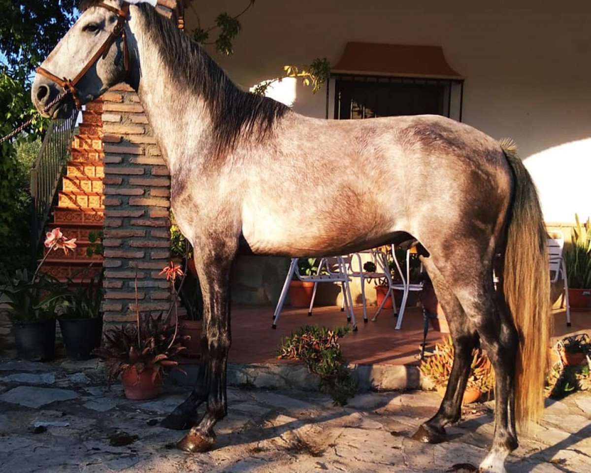 Pferd Charpeta (Pura Raza Espanola (PRE), 2016)