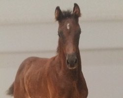 jumper Filipo S (Oldenburg show jumper, 2014, from Favorit Ask)