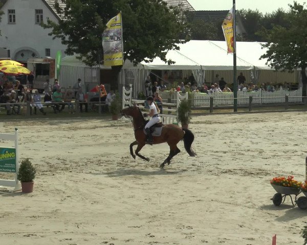 Reitturnier Bad Rothenfelde 2016