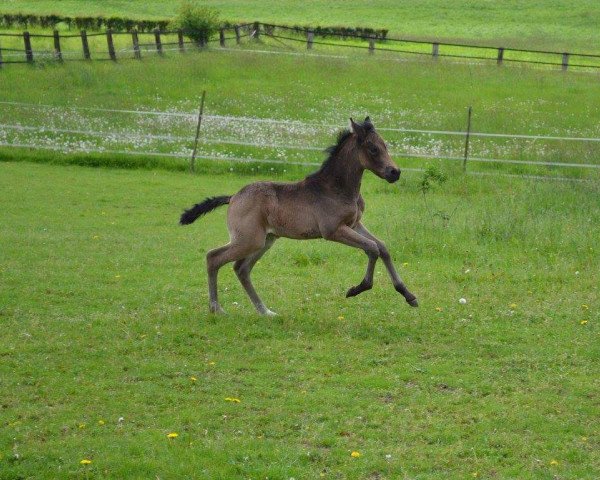 horse Ochuko (German Riding Pony, 2017, from Okawango Alpha)