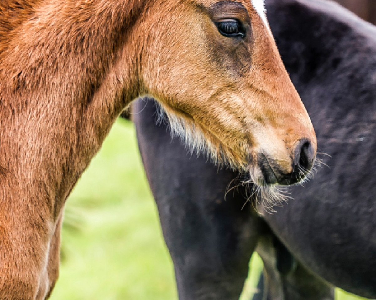 horse Dorotea (Swedish Warmblood, 2017, from Diarado)
