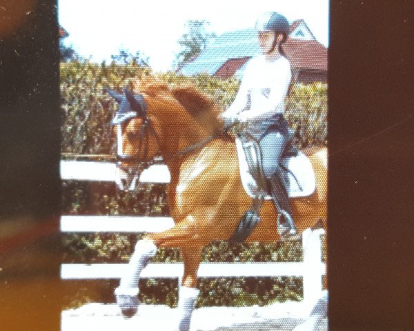 Dressurpferd Capitano 89 (Deutsches Reitpony, 2012, von FS Cracker Jack) Dressurpferd Capitano 89 (Deutsches Reitpony, 2012, von FS Cracker Jack)