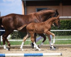 horse Nabalou (Bavarian, 2019, from Now Or Never M)