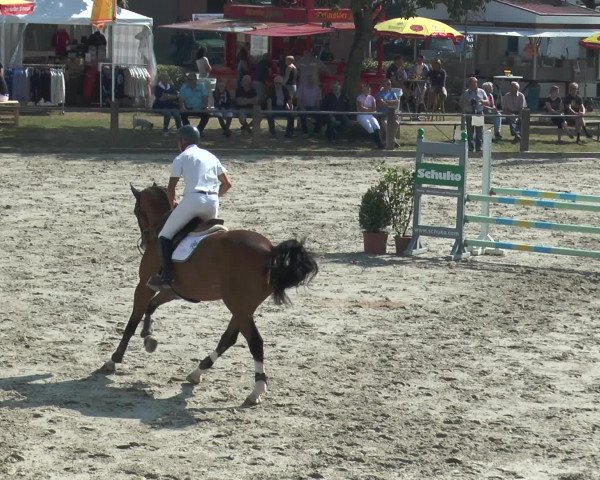 Reitturnier Bad Rothenfelde 2016
