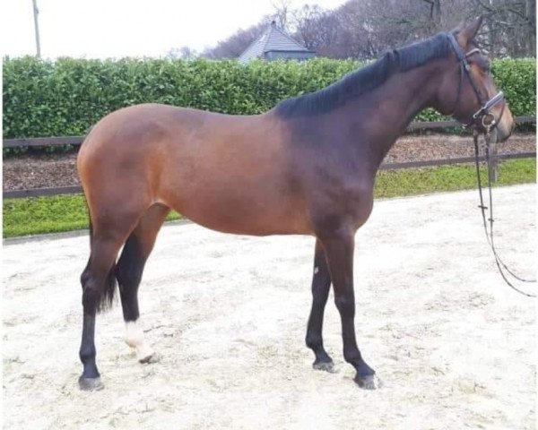 broodmare Brisbaine S (Westphalian, 2015, from Balous Bellini)