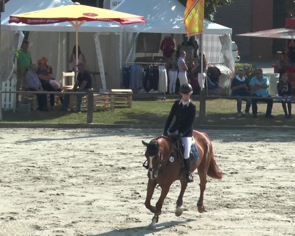 Reitturnier Bad Rothenfelde 2016