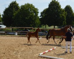 horse Rose Gold (German Sport Horse, 2019, from Morricone)