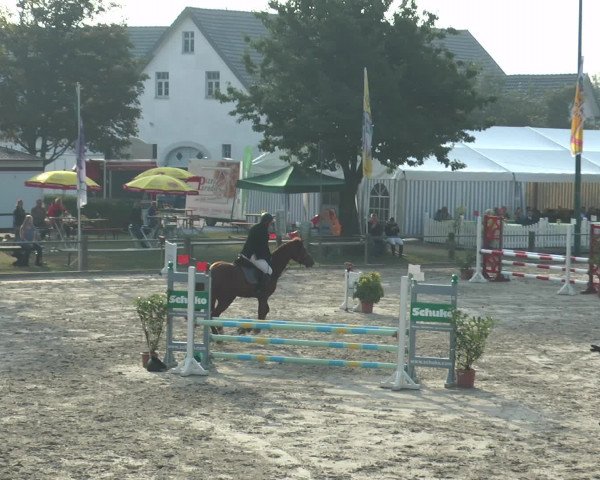 Reitturnier Bad Rothenfelde 2016