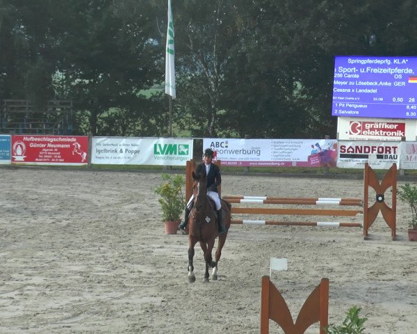 Reitturnier Bad Rothenfelde 2016