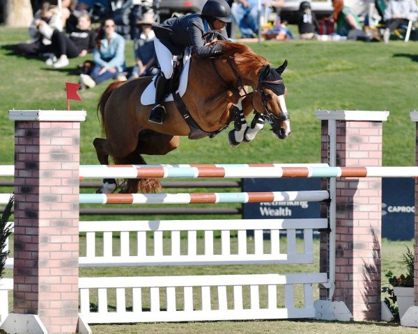 stallion Billy Mexico (anglo european sporthorse, 2005, from Cevin Z)
