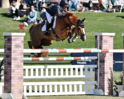 stallion Billy Mexico (anglo european sporthorse, 2005, from Cevin Z)