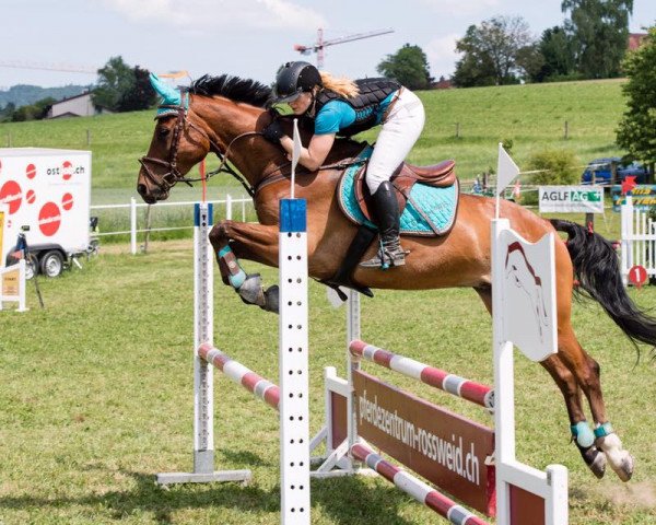 jumper Condiro Ws CH (Swiss Warmblood, 2010, from Con Spirito R)