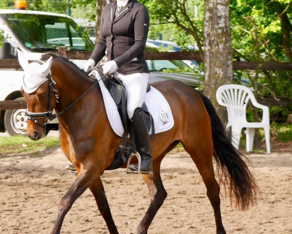 Dressurpferd Eikenhorst's Larissa (New-Forest-Pony, 2013, von Samba Boy)