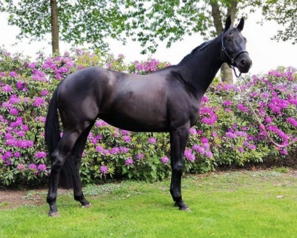 horse Ganesha JB (Westphalian, 2015, from Genesis)