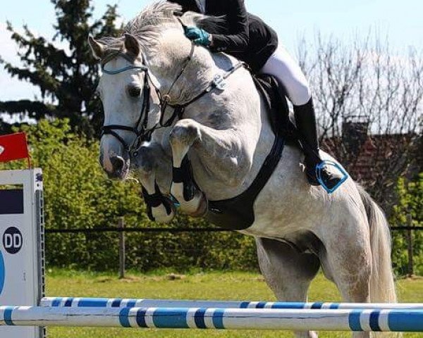 Deckhengst Mr. Blue Eye (Holsteiner, 2008, von Cassini I)