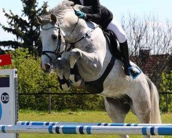 Deckhengst Mr. Blue Eye (Holsteiner, 2008, von Cassini I)