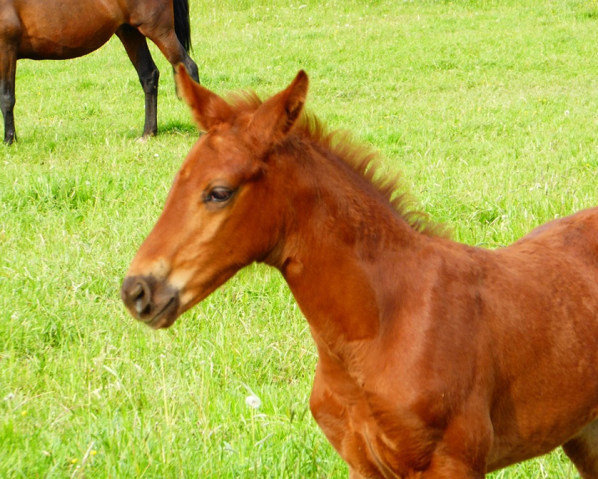 horse Boris II TS (Westphalian, 2019, from Blue Hors Baron)