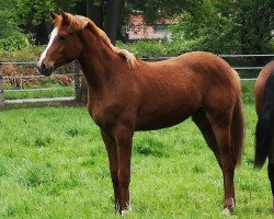 horse Bailadora von Hoxfeld (Westphalian, 2018, from Blue Hors Baron)