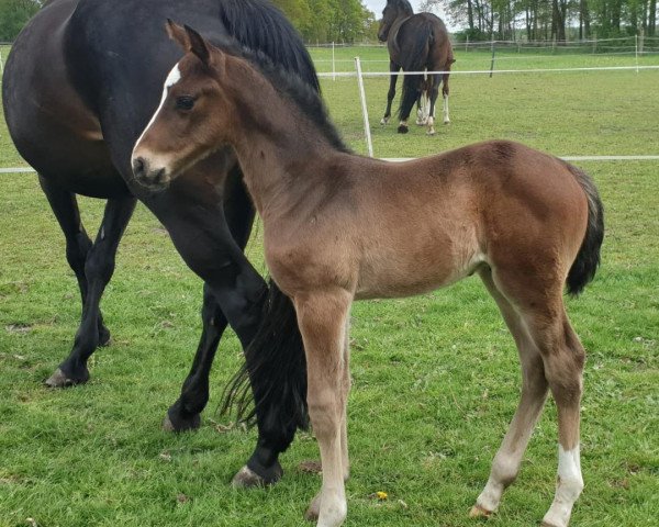 Springpferd Ullesco (Holsteiner, 2019, von Uriko)
