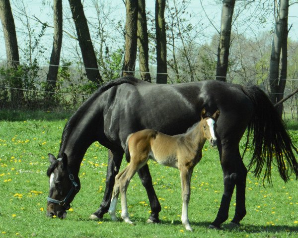 Zuchtstute Cara Morena (Holsteiner, 2008, von Canturo)
