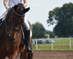 dressage horse Faltonyano (Oldenburg, 2008, from Fidertanz)