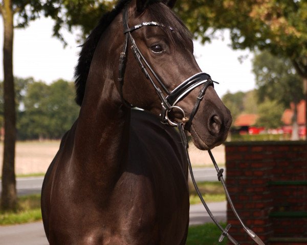 broodmare Little Josephine (Oldenburg, 2012, from Glock's Johnson Tn)