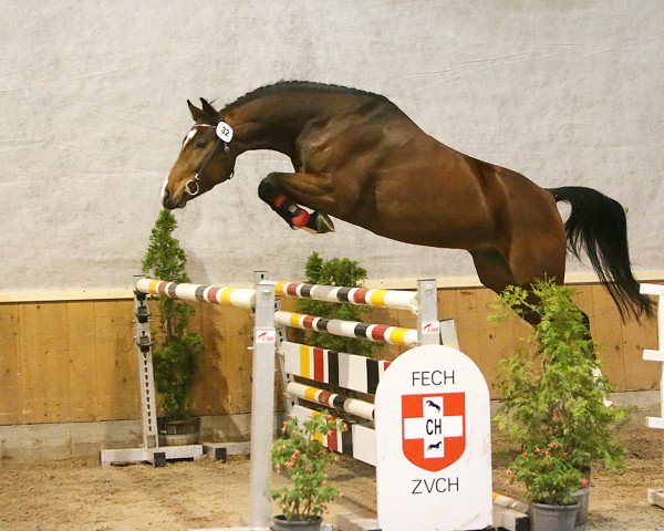 Pferd Cassillo PZM (Schweizer Warmblut, 2011, von Cassilano)