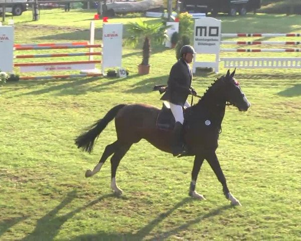 Leonberger Reiterspiele 2016