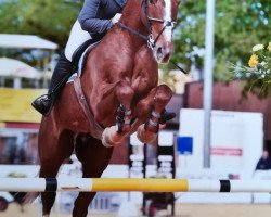 jumper Ustinov Stal Hendrix (Belgian Warmblood, 2004, from Nabab de Rêve)