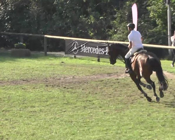 Leonberger Reiterspiele 2016