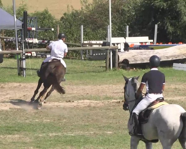 Leonberger Reiterspiele 2016