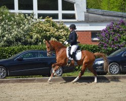 Dressurpferd Corrado 136 (Deutsches Reitpony, 2009, von Cyriac WE)