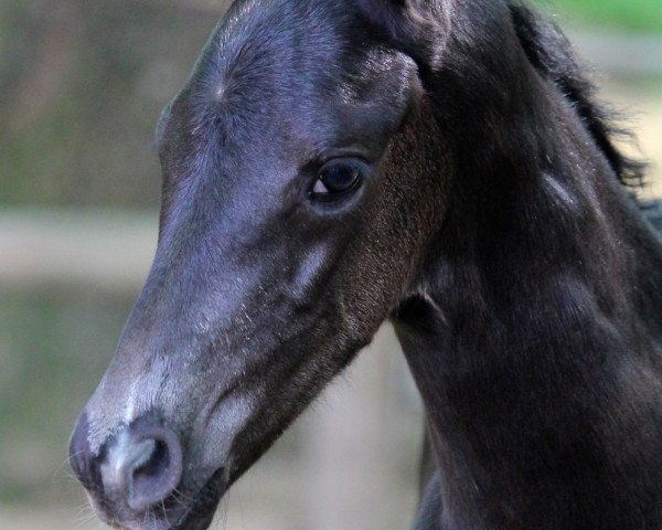 horse Leonidas (Oldenburg, 2019, from Le Vivaldi)