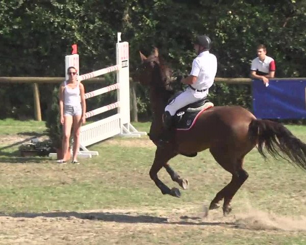 Leonberger Reiterspiele 2016