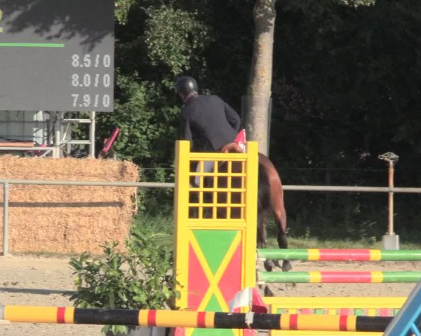 Reitturnier Appelhülsen 2016